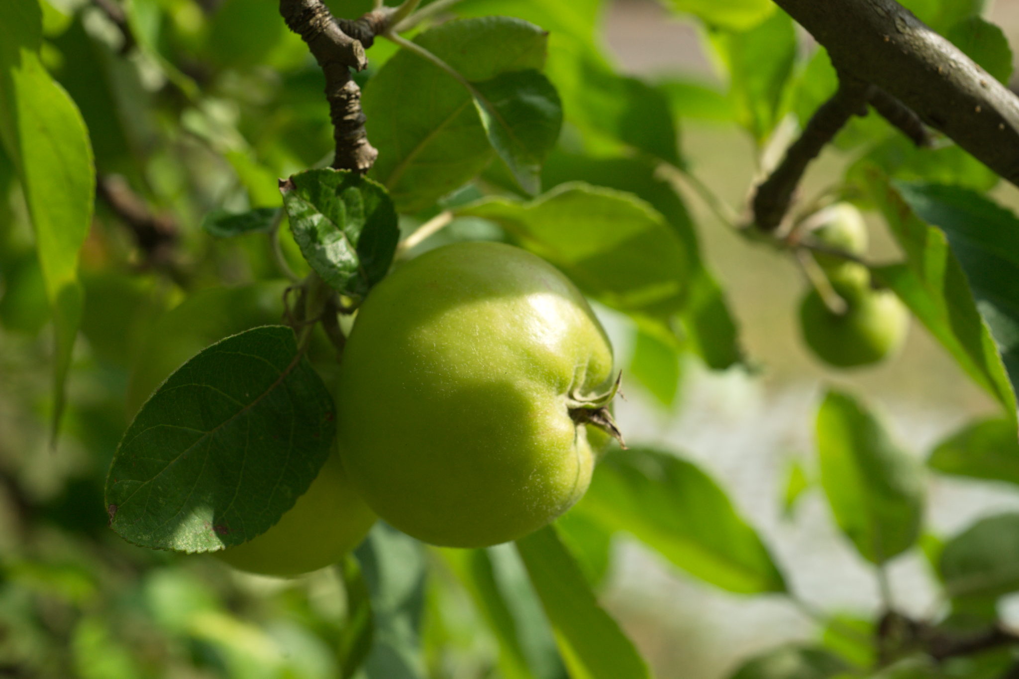 20210721  Gruen(t)raumHeimfeld 043